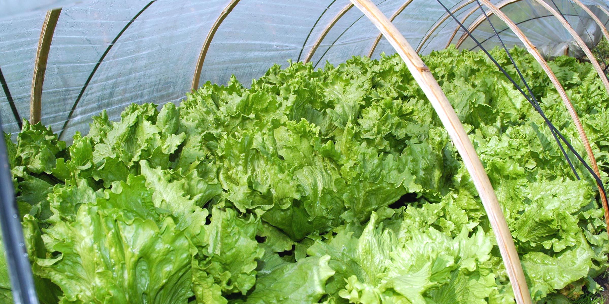 農産物トレーサビリティ